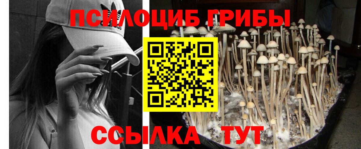 Псилоцибиновые грибы мицелий Унеча
